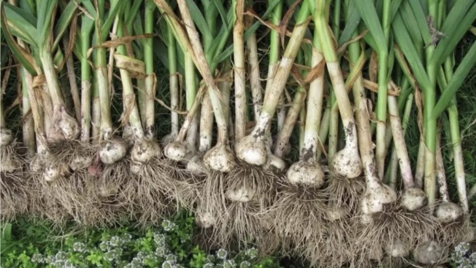 When is the best time to harvest garlic in 2025? Discover how the moon calendar helps improve quality and storage. Full guide + pro tips.