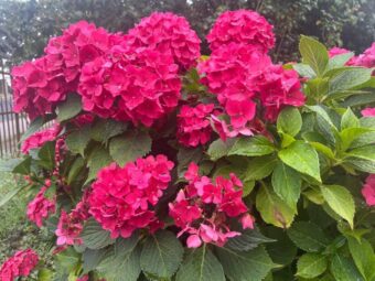 Complete guide to growing hydrangeas in Germany. How to plant, care for, prune and protect hydrangeas so they bloom abundantly all summer.
