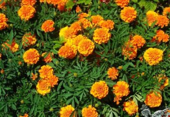 Discover how to grow marigolds in Germany, from planting to care, with current prices and top garden store locations.