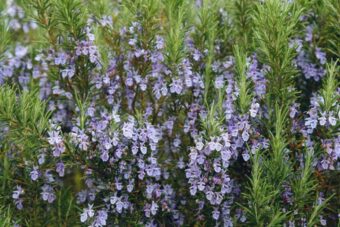 Learn how to use rosemary for health, cooking, kids, and home growing. Discover oil benefits, nutrients, and tips for everyday wellness in one guide.