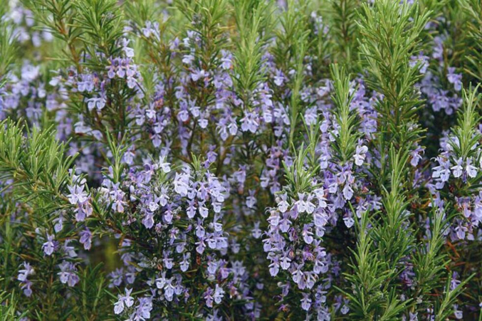 Learn how to use rosemary for health, cooking, kids, and home growing. Discover oil benefits, nutrients, and tips for everyday wellness in one guide.