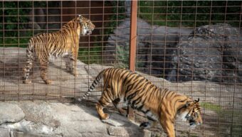 Danish zoo asks the public to donate unwanted pets like rabbits or chickens to feed predators. The goal: simulate a natural food chain.