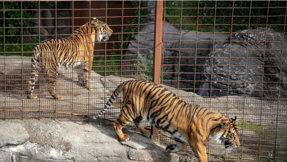 Danish zoo asks the public to donate unwanted pets like rabbits or chickens to feed predators. The goal: simulate a natural food chain.