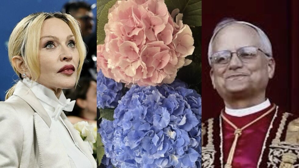 Madonna, hydrangeas, and the Pope: from a viral Venice moment to the Vatican’s symbolic flowers – history, meanings, and cultural contrasts.