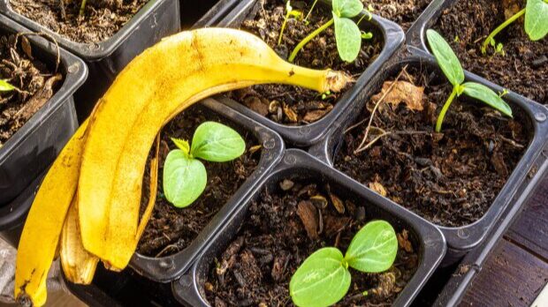 Learn five creative ways to reuse food scraps, save money, and reduce waste. Simple steps for eco-friendly living through sustainable food practices.