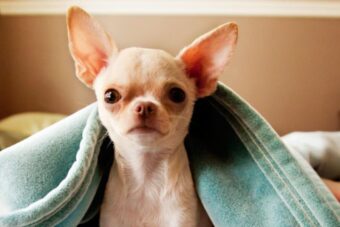 Pet odor removal is essential for a fresh home. Discover natural remedies, commercial products, and preventive tips on how to get rid of pet smells effectively.