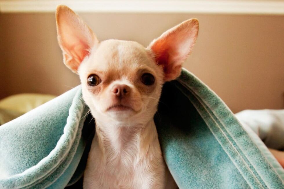 Pet odor removal is essential for a fresh home. Discover natural remedies, commercial products, and preventive tips on how to get rid of pet smells effectively.