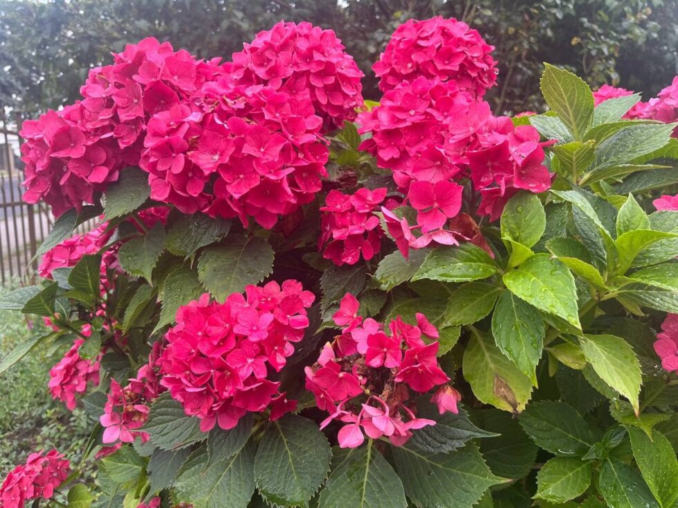 Complete guide to growing hydrangeas in Germany. How to plant, care for, prune and protect hydrangeas so they bloom abundantly all summer.