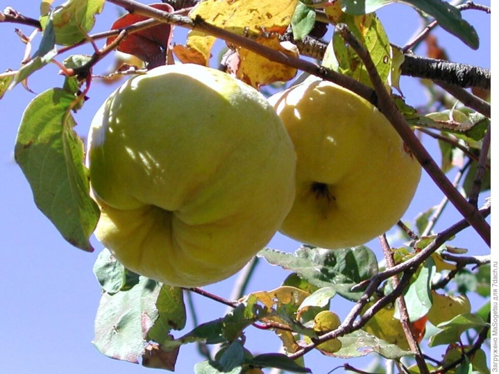 Quince calories and health: discover why this autumn fruit is so beneficial, how many calories it has and which recipes make it truly versatile.