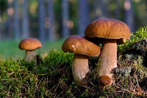 Discover Hamburg’s top mushroom foraging locations – from Sachsenwald to Klövensteen. Full addresses, expert tips, and when to go hunting this autumn.