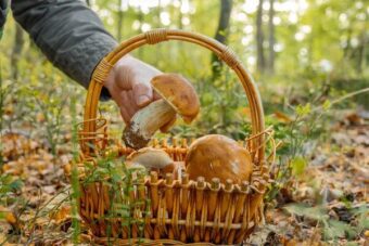 Mushroom picking near Munich 2025: discover the best forests for porcini, chanterelles, and parasol mushrooms — plus guided tours and hidden alpine spots.